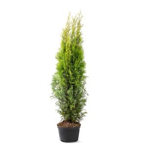 Zielona tuja Szmaragd w doniczce. Zimozielona roślina na żywopłot do ogrodu i na balkon.