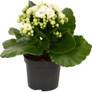 Biała Kalanchoe Calandiva w doniczce, kwitnąca roślina doniczkowa z pełnymi, białymi kwiatami.