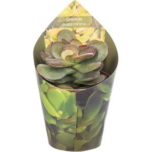 Giromagi sukulent (Grubosz jajowaty) w doniczce, wys. ok. 8-10 cm. Dekoracyjna roślina doniczkowa.
