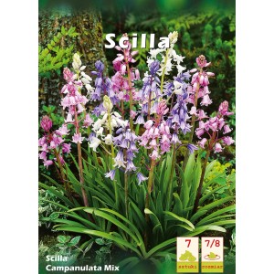 Kwitnące cebulki kwiatowe Scilla Campanulata Mix w kolorze białym, niebieskim i różowym.
