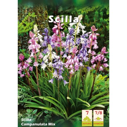 Cebulica dzwonkowata (Scilla Campanulata) mix - 7 szt.