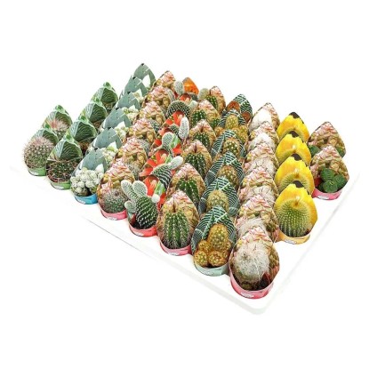 Kaktus (Cactus) mini mix - don. 3,5 cm