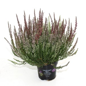 Wrzos Garden Girls Trio w doniczce, różne kolory. Mrozoodporny Calluna vulgaris na rabaty i balkony.