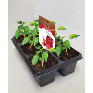 Sadzonki papryki w doniczce rozsadowej, warzywa do ogrodu.