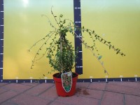 Żurawina Vaccinium macrocarpon don. 1L