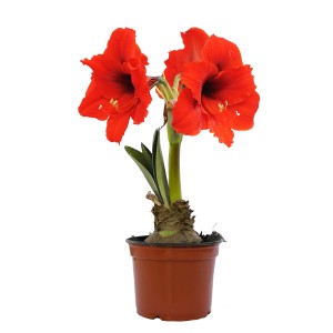 Czerwony amarylis (t.b.t.) w doniczce. Roślina cebulowa z jaskrawymi kwiatami.
