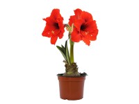 Amarylis (Hippeastrum sp.) - 1 pęd kwiatowy