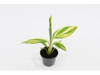 Alpinia Zerumbet Variegata