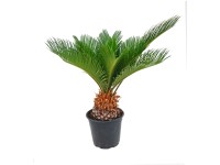 Sagowiec (Cycas revoluta) wys.40cm