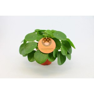 Pilea Peperomioides (pieniążek) w doniczce, zielona roślina doniczkowa.