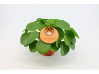 Pilea Peperomioides wys. 25-30cm