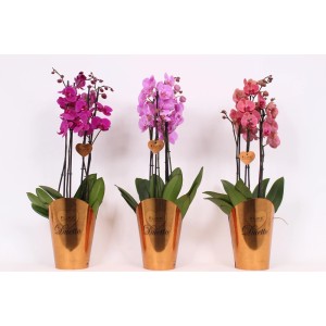 Trzy kolorowe storczyki w doniczkach. Dekoracyjne rośliny doniczkowe z kategorii Storczyki.