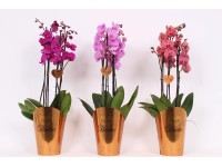 Storczyk - Orchidea - Ćmówka (Phalaenopsis sp.) mix 4 pędy wys. 70cm