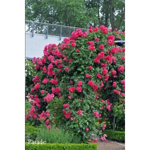 Bujna, czerwona róża rabatowa 'Parade' w ogrodzie, kwitnąca i kolorowa.