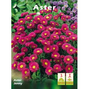 Aster 'Jenny' z różowymi kwiatami i żółtym środkiem. Cebulki kwiatowe.