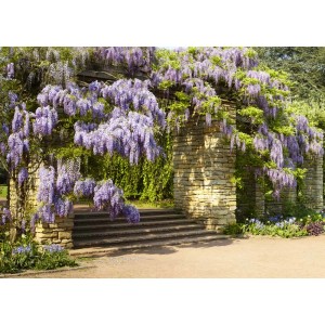 Kwitnąca Glicynia (Wisteria) nad kamiennym łukiem ze schodami.