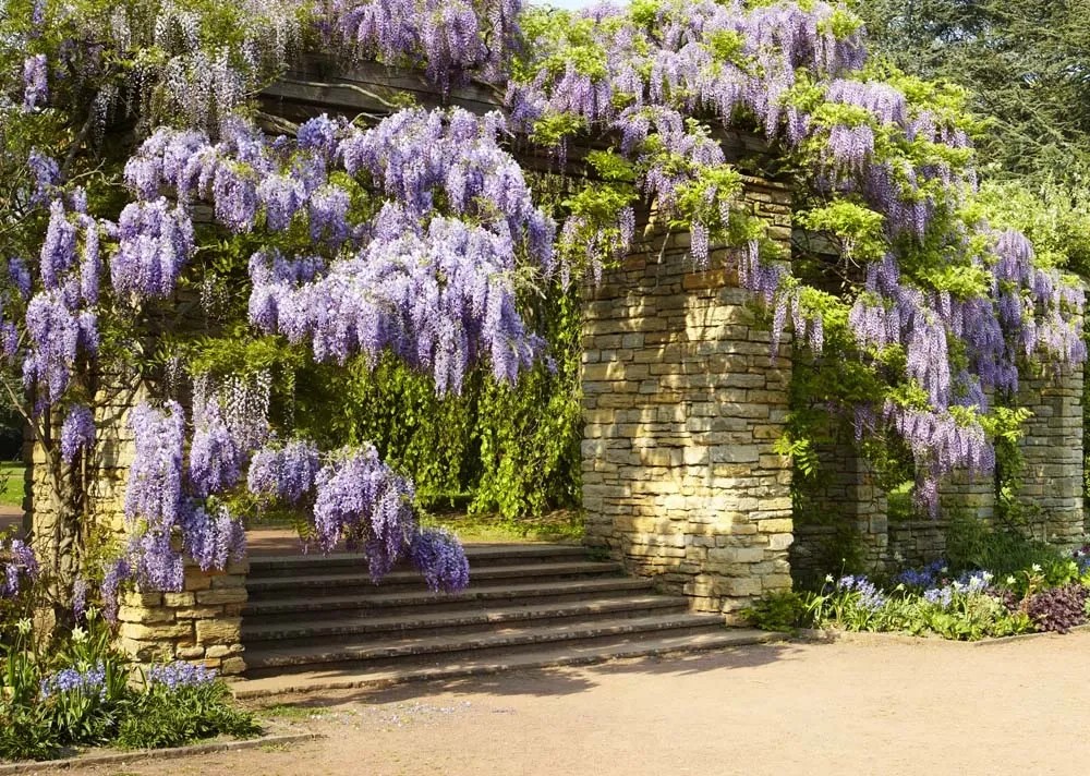 Glicenia kwiecista - Wisteria Mini Patio wys.90cm