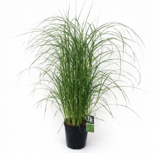 Miskant (Miscanthus) mix - don. 17 cm