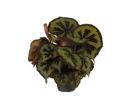 Begonia (Masoniana Mountain) wys. 30-35cm