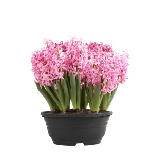 Różowy hiacynt w czarnej doniczce. Roślina cebulowa na wiosnę.