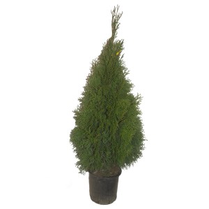 Zielona tuja Szmaragd w doniczce, stożkowy kształt.