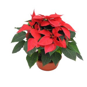 Czerwona gwiazda betlejemska (t.b.t.) w doniczce, dekoracja świąteczna.