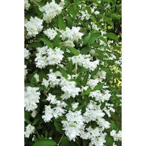 Obficie kwitnąca deutzia 't.b.t.' z licznymi białymi kwiatami i zielonymi liśćmi.