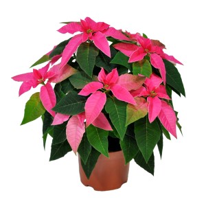 Różowa t.b.t. Gwiazda betlejemska w brązowej doniczce.