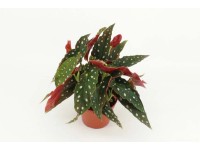 Begonia plamista (Begonia maculata) don. 14 cm