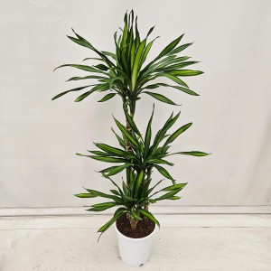 Zielona Dracena (dracena) w białej doniczce.