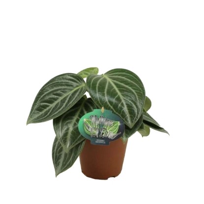 Peperomia Sarcophylla - don. 15 cm