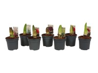 Amarylis wys. 25cm odm. specjalne don. 13cm