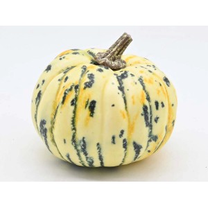 Dynia dekoracyjna, żółto-biała z ciemnymi plamkami, do dekoracji ogrodu.