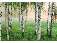 Fototapeta Nordic Forest 384 x 260 cm