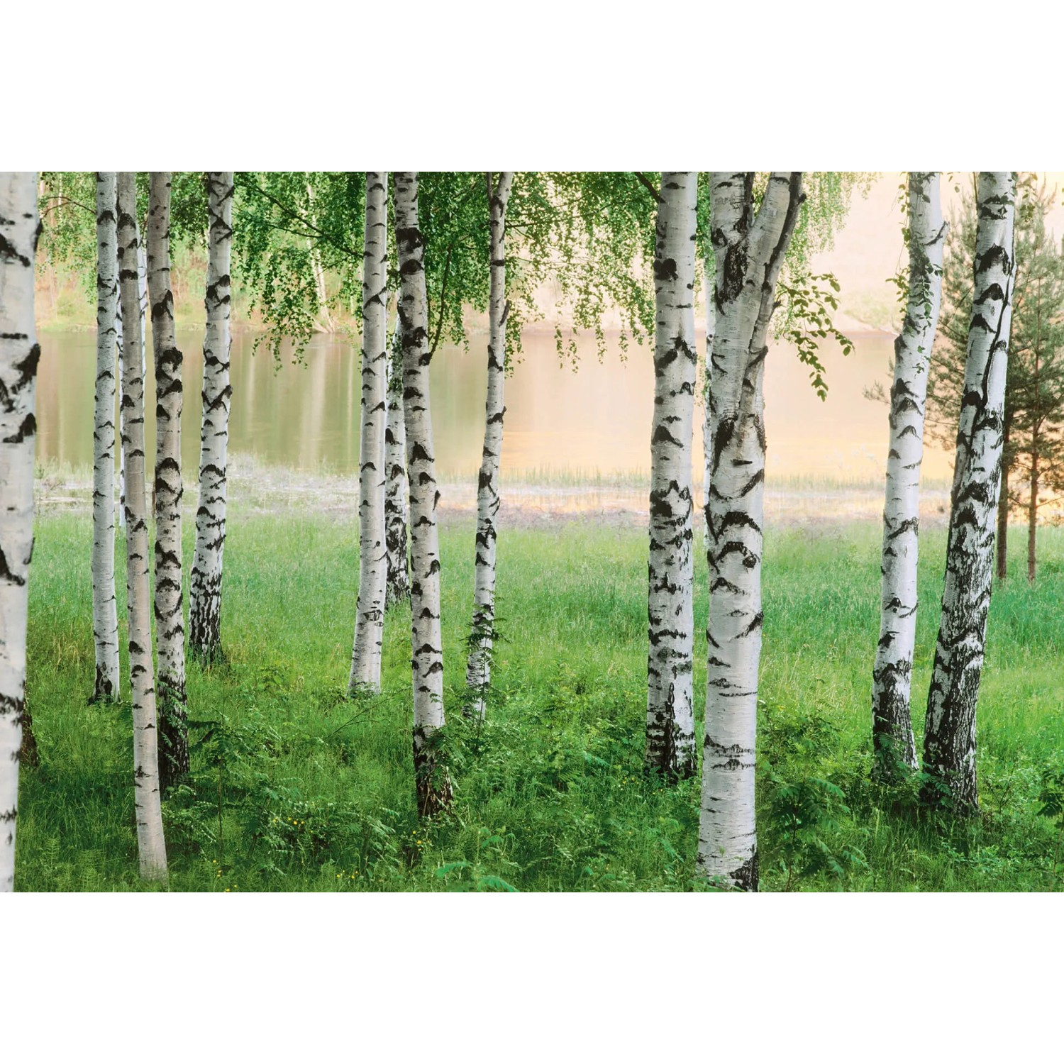 Fototapeta Nordic Forest 384 x 260 cm