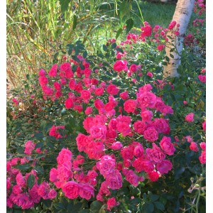 Róża rabatowa z bujnymi, różowymi kwiatami i zielonymi liśćmi w ogrodzie.