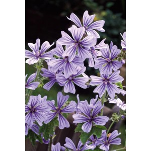 Ślaz dziki (Malva Sylvestris Marina) 1 szt.