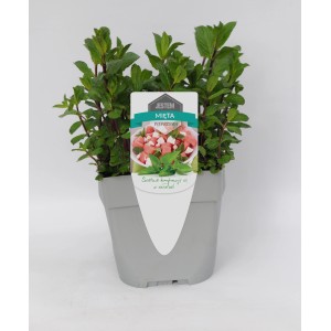 Świeża mięta (t.b.t.) w doniczce, idealna do kuchni i ogrodu. Zioła kulinarne w OBI.