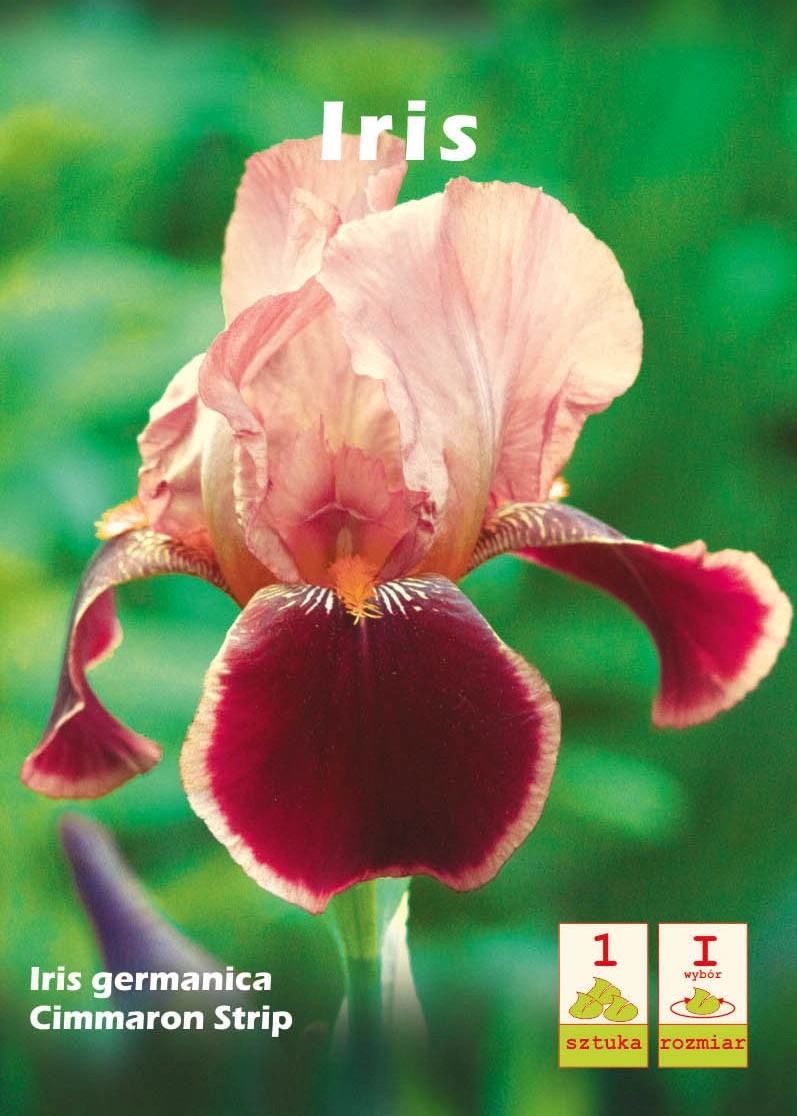 Irys Cimmaron Cimmaron S 1szt