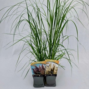 Dwie doniczki trawy pampasowej, 'Pink Feather' i 'White Feather', z zielonymi łodygami.