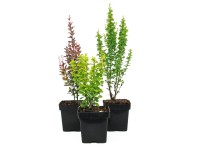Berberys mix wys. 20-40cm 2l