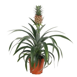 Ananas w doniczce, dekoracyjna, egzotyczna roślina doniczkowa.