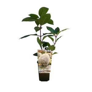 t.b.t., kwitnąca roślina w doniczce z zielonymi liśćmi i białym kwiatem.