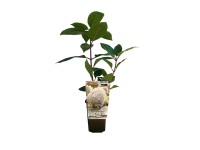 Hortensja bukietowa (Hydrangea paniculata)