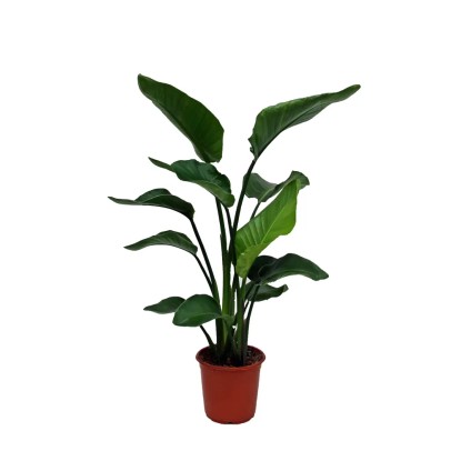 Strelicja biała (Strelitzia Nicolai) - don. 21 cm