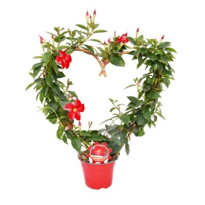 Mandewilla Rio pleciona w serce don. 14 cm