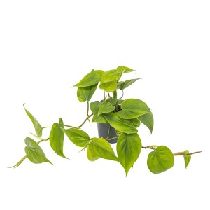 Filodendron pnący (Philodendron scandens) - wys. 150 cm, don. 27 cm