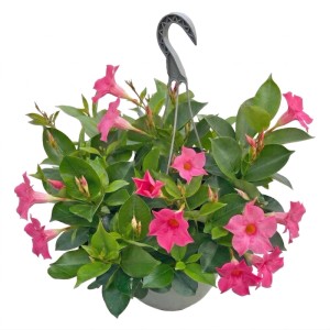 Dipladenia (Mandevilla) don. 25 cm