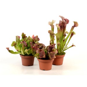 Trzy rośliny mięsożerne (t.b.t.) w doniczkach, różne rodzaje i kolory.