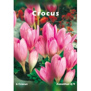 Opakowanie cebulek krokusów, odmiana Zonatus, różowe kwiaty.